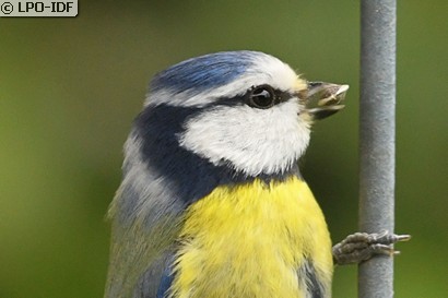 Mésange bleue