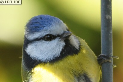 Mésange bleue