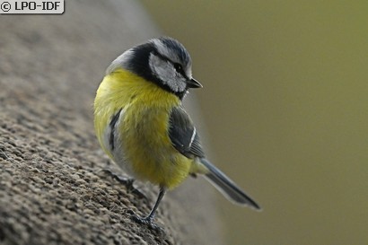 Mésange bleue