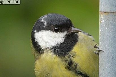 Mésange charbonnière