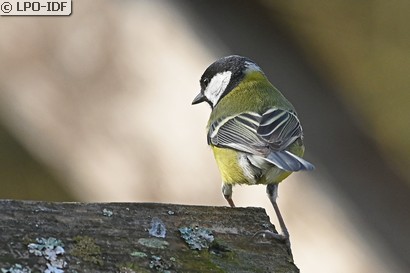 Mésange charbonnière