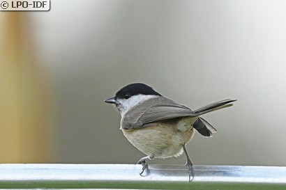Mésange nonnette