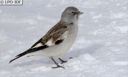 Niverolle alpine