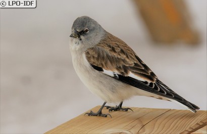 Niverolle alpine