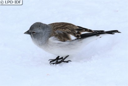 Niverolle alpine