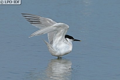 Sterne caugek