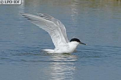Sterne caugek