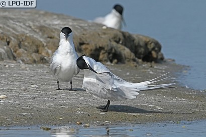 Sterne caugek