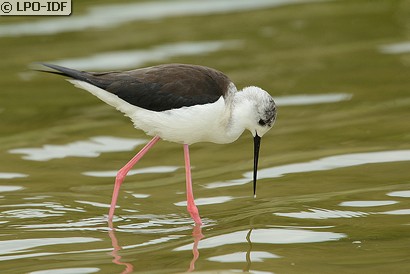 Échasse blanche