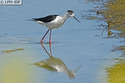 Échasse blanche