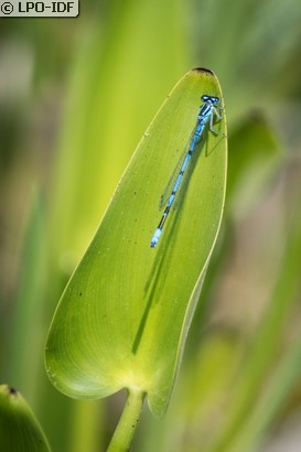 Agrion jouvencelle