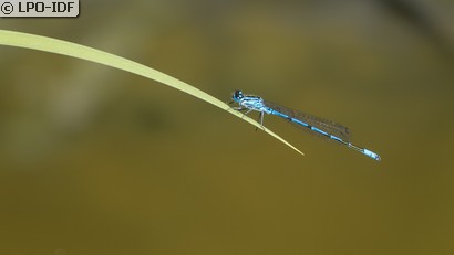 Agrion jouvencelle