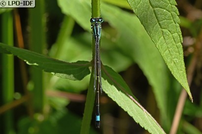 Agrion élégant