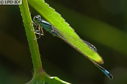 Agrion élégant