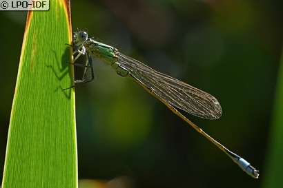 Agrion élégant