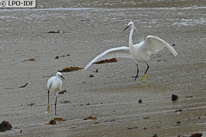 Aigrette garzette