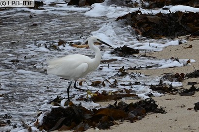 Aigrette garzette