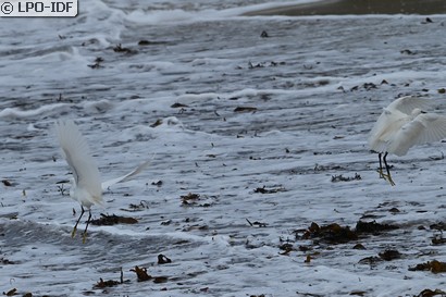 Aigrette garzette