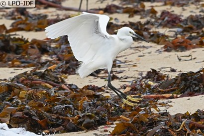 Aigrette garzette