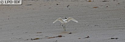 Aigrette garzette
