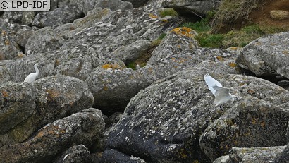 Aigrette garzette