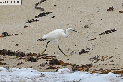 Aigrette garzette