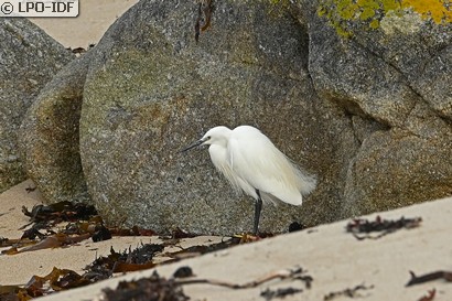 Aigrette garzette
