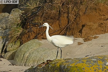 Aigrette garzette