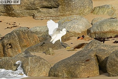 Aigrette garzette