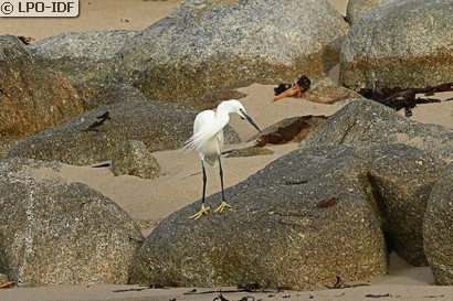 Aigrette garzette