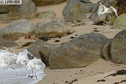 Aigrette garzette