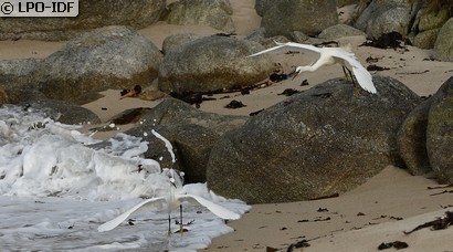 Aigrette garzette