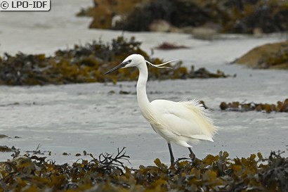 Aigrette garzette