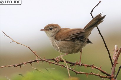 Bouscarle de Cetti
