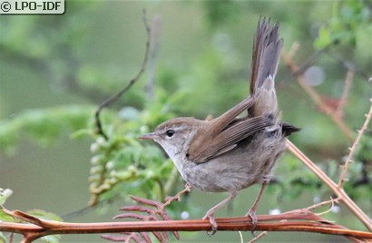 Bouscarle de Cetti