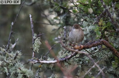 Bouscarle de Cetti