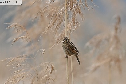 Bruant des roseaux