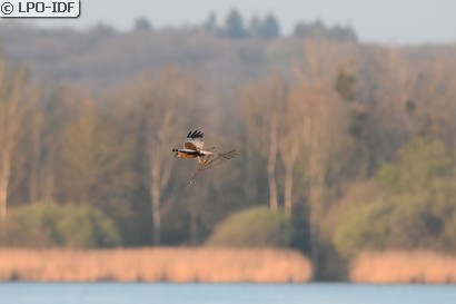 Busard des roseaux