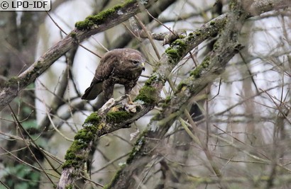 Buse variable