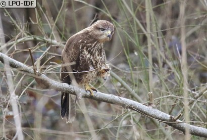 Buse variable