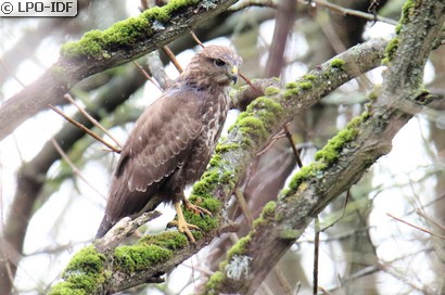 Buse variable
