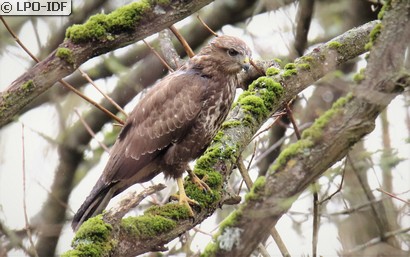 Buse variable
