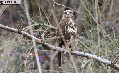 Buse variable