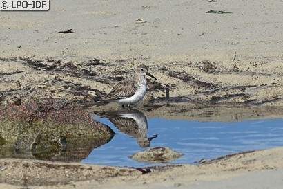 Bécasseau variable