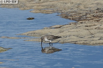 Bécasseau variable
