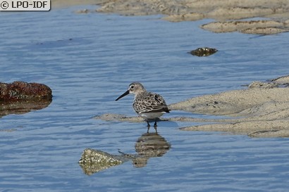 Bécasseau variable