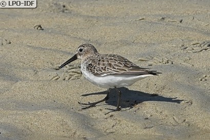 Bécasseau variable