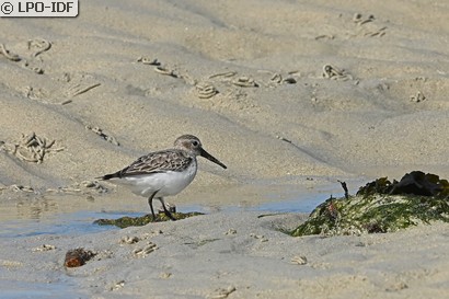 Bécasseau variable