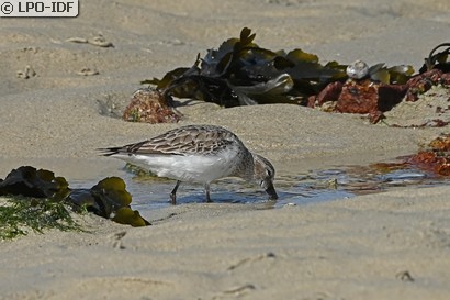 Bécasseau variable