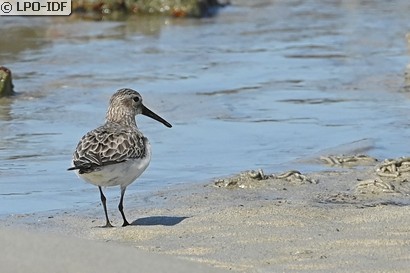 Bécasseau variable
